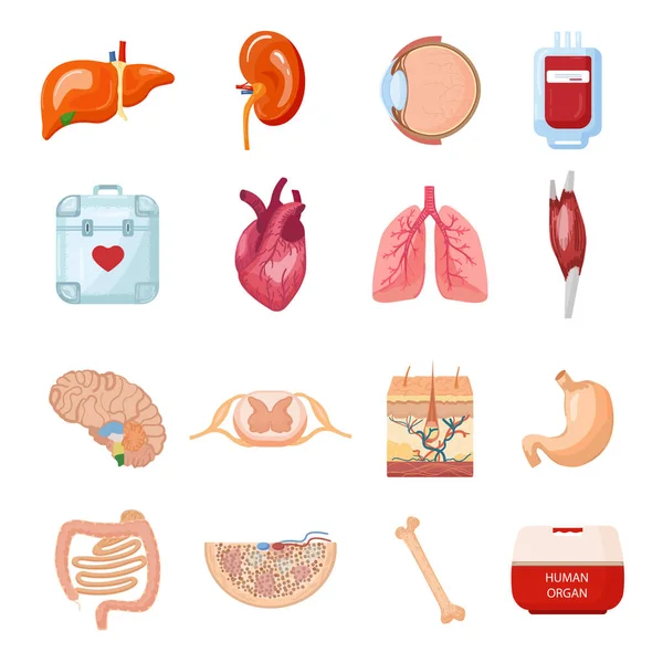 臓器のアイコンセット漫画のベクトル 人間の援助者 診療時間 — ストックベクタ