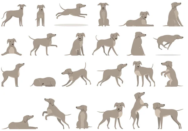 Ícones Greyhound Definir Vetor Cartoon Raça Animal Caninos — Vetor de Stock