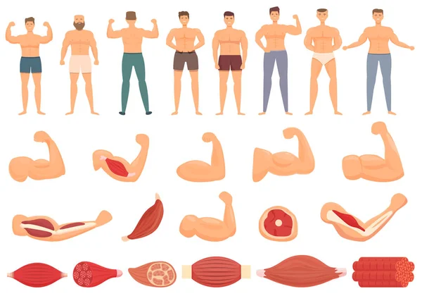 Icone Muscolari Impostato Vettore Cartone Animato Tessuto Fibroso Corpo Muscolare — Vettoriale Stock