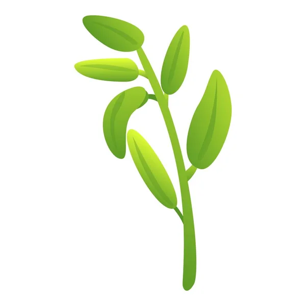Organisk Salvia Ikon Tecknad Vektor Bladväxt Aromört — Stock vektor