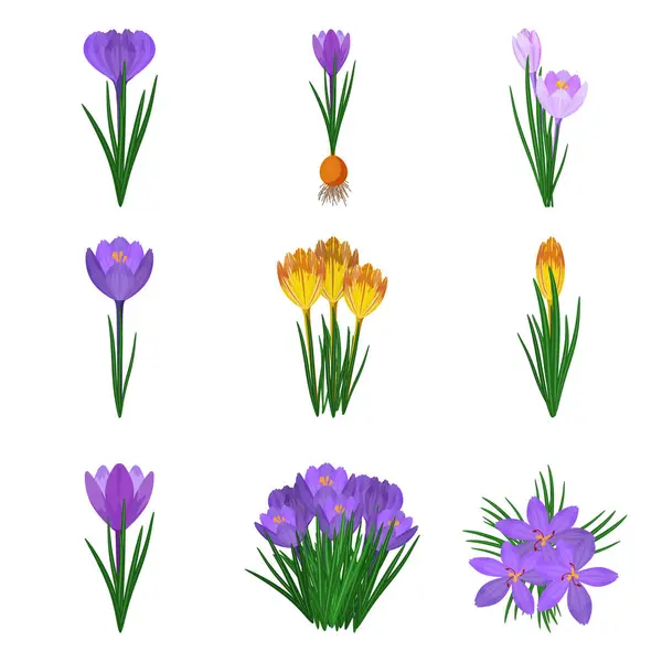 stock vector Crocus icons set cartoon vector. Blossom flower. Bloom nature beauty