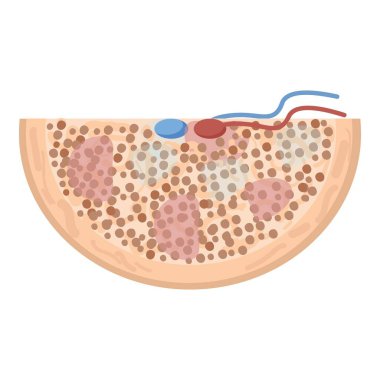 Detailed vector graphic showing human skin anatomy with layers and cells clipart