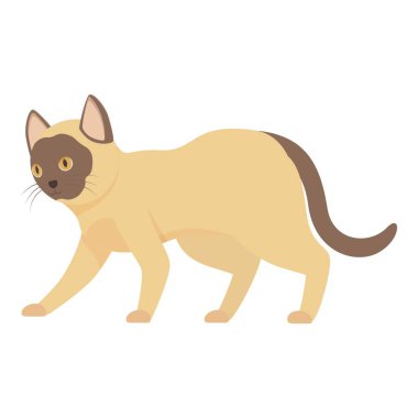 Birman kedisi yürüyor ve kahverengi kuyruğu ve kafasıyla meraklı görünüyor.