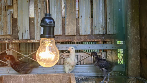 Tavuk kümesinde piliçler ve ampuller