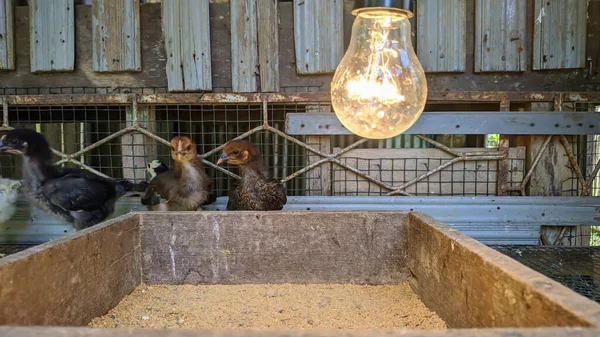 Tavuk kümesinde piliçler ve ampuller