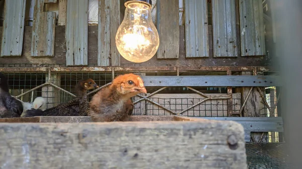 Tavuk kümesinde piliçler ve ampuller