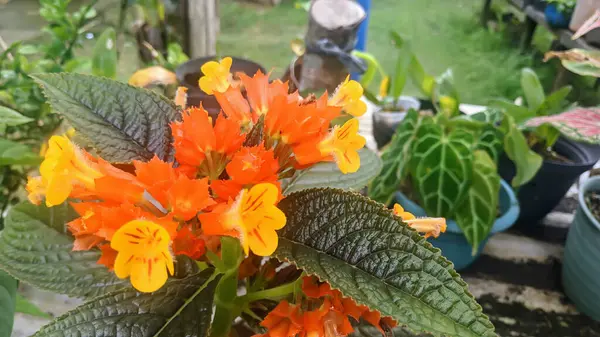 Bahçedeki güzel çiçekler