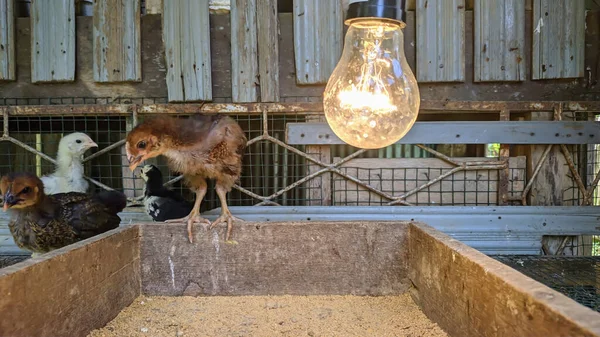Tavuk kümesinde piliçler ve ampuller