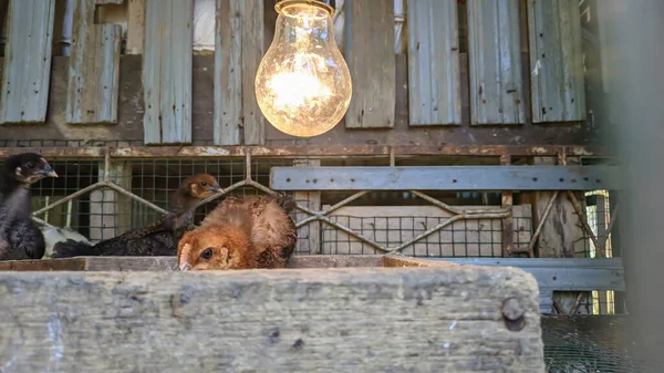Tavuk kümesinde piliçler ve ampuller