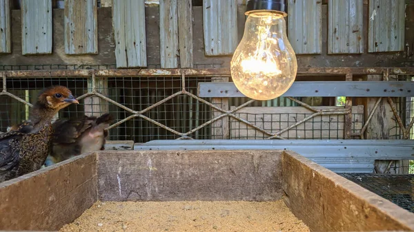 Tavuk kümesinde piliçler ve ampuller