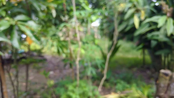 Yoğun ormandaki yeşil ağaçların çözünmüş görüntüsü