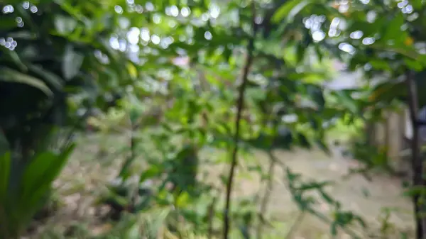 Yoğun ormandaki yeşil ağaçların çözünmüş görüntüsü