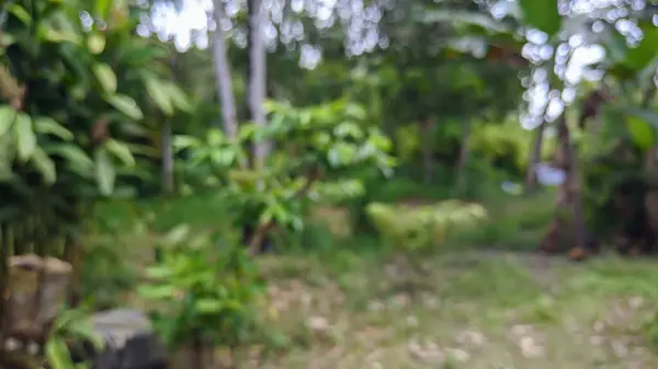 Yoğun ormandaki yeşil ağaçların çözünmüş görüntüsü