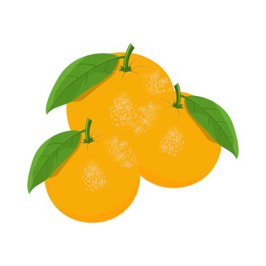 Turuncu Meyve Vektörü Görüntü ve Görüntü