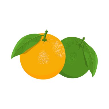 Turuncu Meyve Vektörü Görüntü ve Görüntü