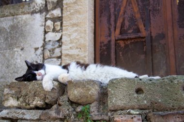 İstanbul 'da uyuyan kedi