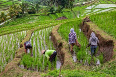 Bali 'deki pirinç tarlasında çalışanlar
