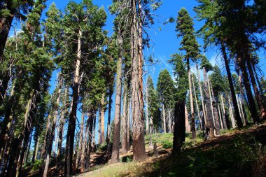 Böceklerle ve sekoya ağacıyla vahşi doğaya