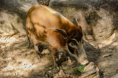 Wild in Captivity: A boar watches the outside world clipart