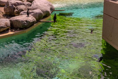 Penguenler havuzda yüzüyor.