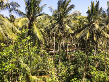 Palmiyeli ve hindistan cevizli orman