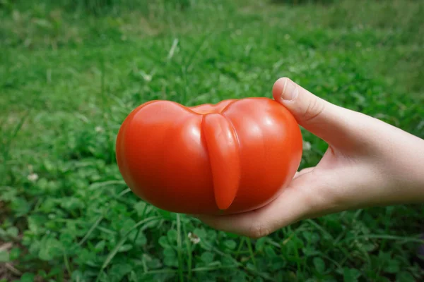 Dłoń Kobiety Trzyma Dużego Dojrzałego Pomidora Dziwnym Kształcie Zewnątrz Tle — Zdjęcie stockowe
