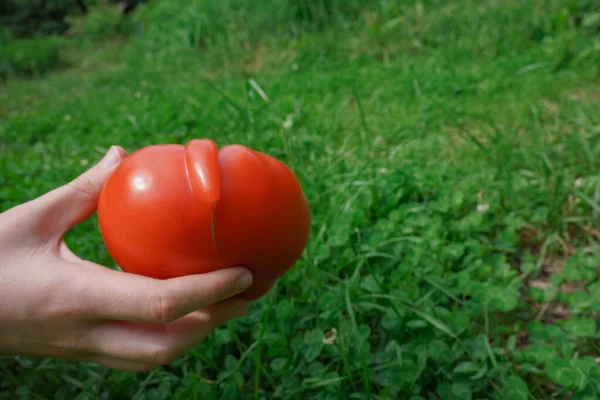 Weird tomato is harvested. Big red ripe strange-shaped tomato in a girl\'s hand on a background of green grass outdoors. Gardening and harvesting concept. Organic food concept