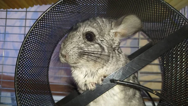 Gray Chinchilla Rodent Spinning Wheel Cage Close Funny Face Domestic 로열티 프리 스톡 이미지
