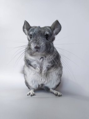 Gray young long-tailed chinchilla rodent closeup on a light background. Pet  funny activity