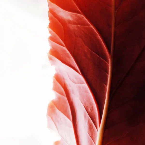 Beyaz arkaplanda kırmızı desenli yaprak yakın plan