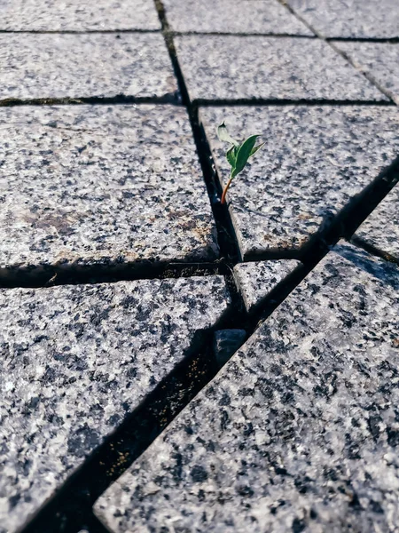 Маленький Зеленый Росток Между Камнями Крупным Планом Концепция Роста Жизнь — стоковое фото
