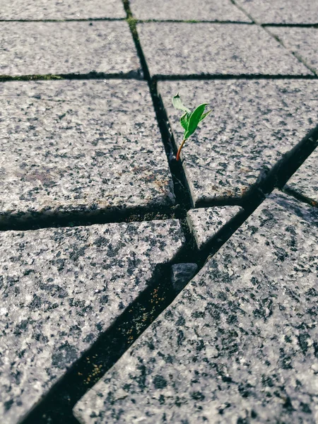 Sprout among the stones in the city. Growth concept. Concept image of overcoming adversity. Striving for growth and development. A sprout grows through a crack in the pavement