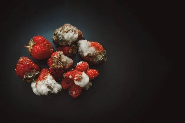 Red strawberries with mold on a black background close up. Rotten strawberries are unfit for consumption. Ugly fruits concept. Food storage problems