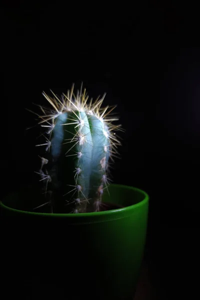 Cactus on a black background. Individuality concept. Minimalist photo. A houseplant in a pot
