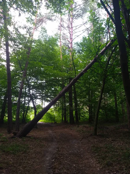 Fallen tree above the path in the green summer forest. Concept of deforestation