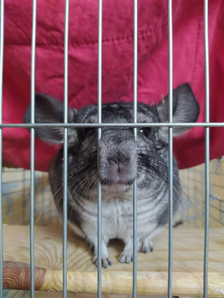 Gray Fluffy Chinchilla Cage Its Nose Out Close Activities Domestic — Stock Photo, Image