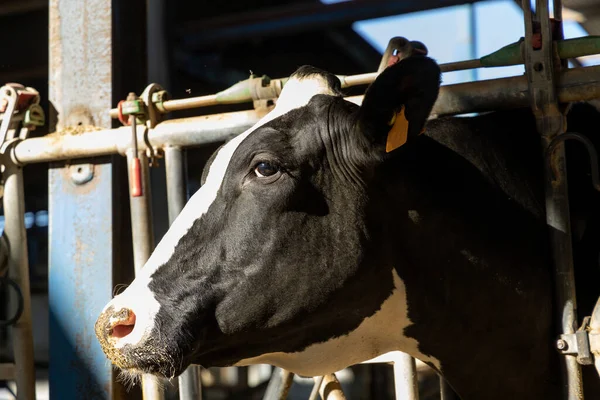 Ένα Κεφάλι Κοντά Στο Dairy Cow Έναν Αχυρώνα Τροφή Προσκολλάται — Φωτογραφία Αρχείου