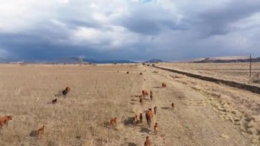 Güney Afrika 'nın Özgür Eyalet Bölgesi' nde arka planda fırtınalı bir gökyüzü olan bir yolun yanında yürüyen sığırlar..