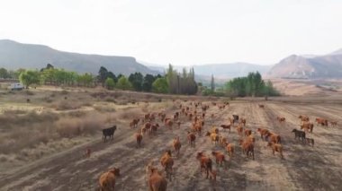 Güney Afrika 'nın Özgür Eyaleti' nde bir derenin yanında sığır gezdirme, otlatma ve içme