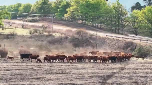 Βοοειδή Που Διέρχονται Από Πύλη Δίπλα Δρόμο Στην Επαρχία Ελεύθερης — Αρχείο Βίντεο