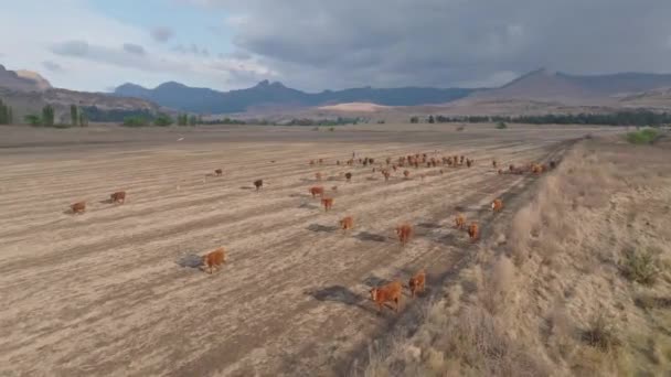 下午晚些时候 牛群被赶上来了 在南非自由邦省拍摄 牧人和他们的狗是可见的 但无法辨认 — 图库视频影像