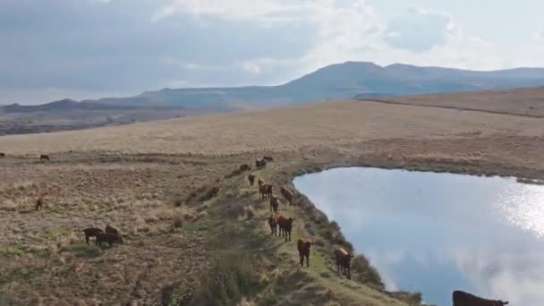 Bovine Care Pășesc Lângă Lac Sau Baraj Provincia Statul Liber — Videoclip de stoc