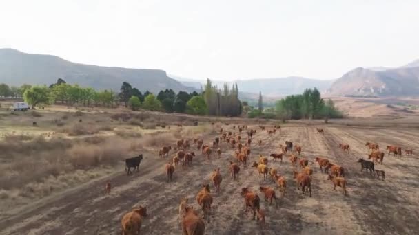 Güney Afrika Nın Özgür Eyaleti Nde Bir Derenin Yanında Sığır — Stok video