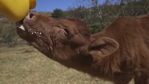 Een Wees Rood Angus Kalf Drinken Melk Vervanger Van Een — Stockvideo