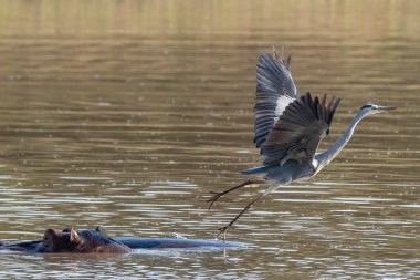 Batık bir su aygırının arkasına tünemiş gri balıkçıl (Ardea cinerea), korkup kaçtıktan sonra uçar.
