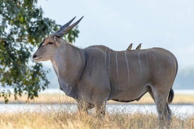 Bir Eland antilobu (Taurotragus antilobu) Oxpecker kuşlarıyla (Buphagus erythrorhynchus) bir ağaca göz atar.