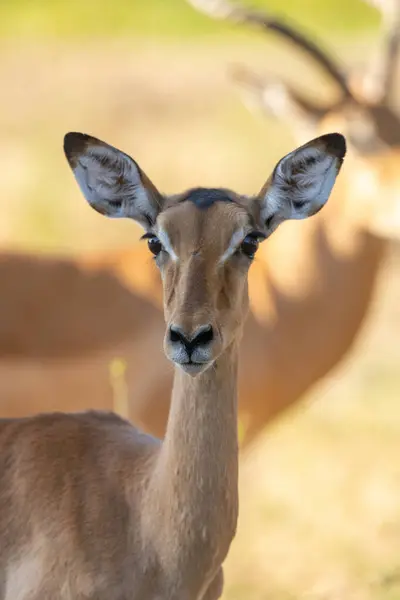 Female Impala Looking Camera Africa — Stock Photo, Image