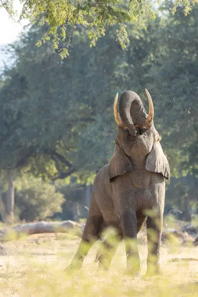 Elefante Entrando Uma Árvore Para Comer Mana Pools Zimbabwe — Fotografia de Stock