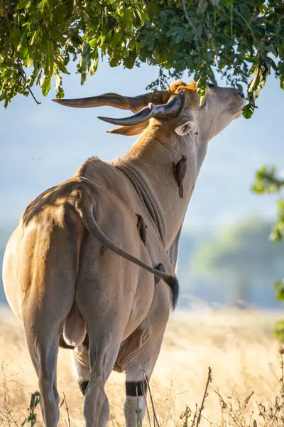 Антилопа Эланда Taurotragus Oryx Осматривающая Дерево Птицами Оксэкерами Buphagus Erythrorhynchus — стоковое фото