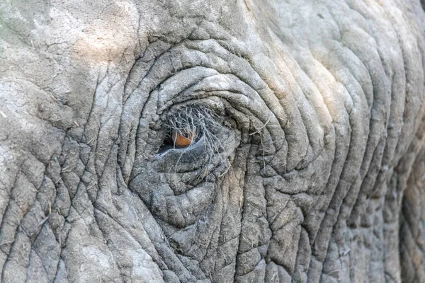 Close Image Left Eye Elephant Eyelashes Clearly Visible — Stock Photo, Image
